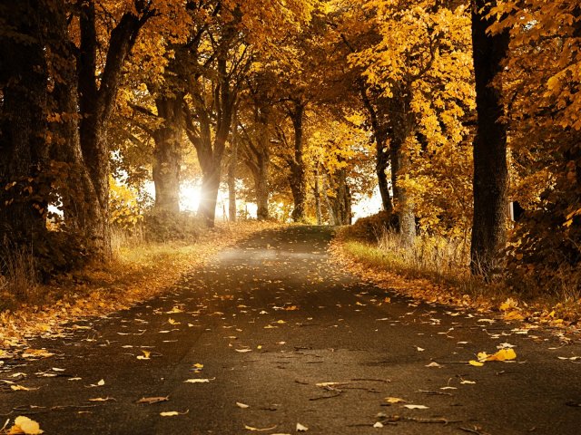 Autumn Road Desktop Wallpaper
