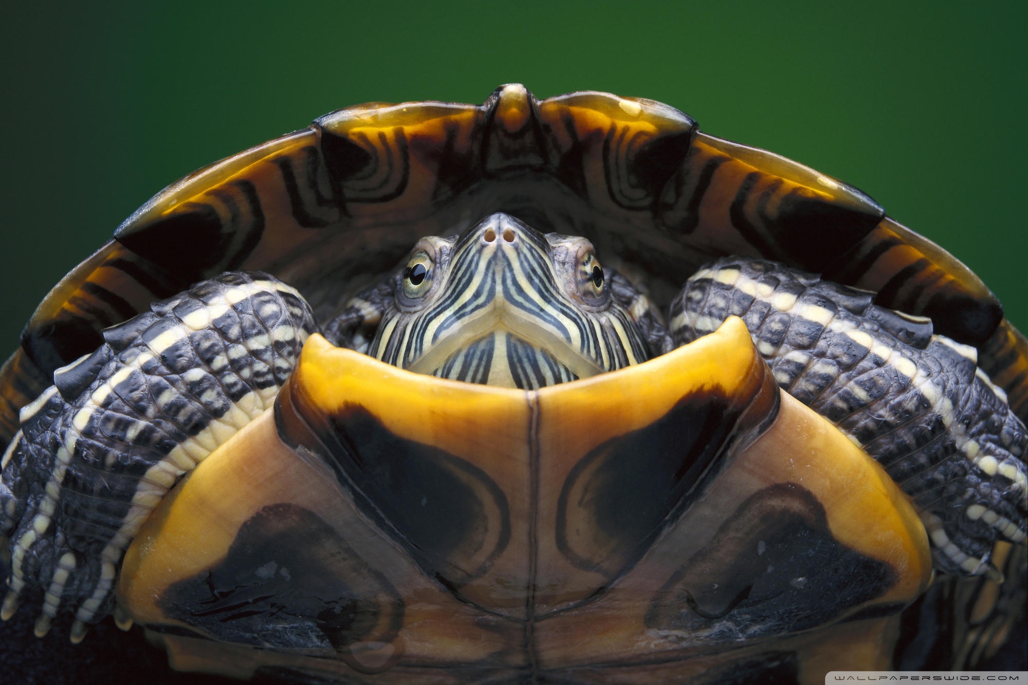 HD The Tortoise Photography Wallpaper Animal Desktop Background