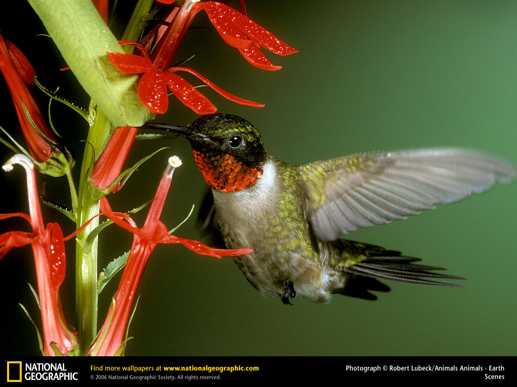 Ruby Throated Hummingbird Hummingbirds Wallpaper