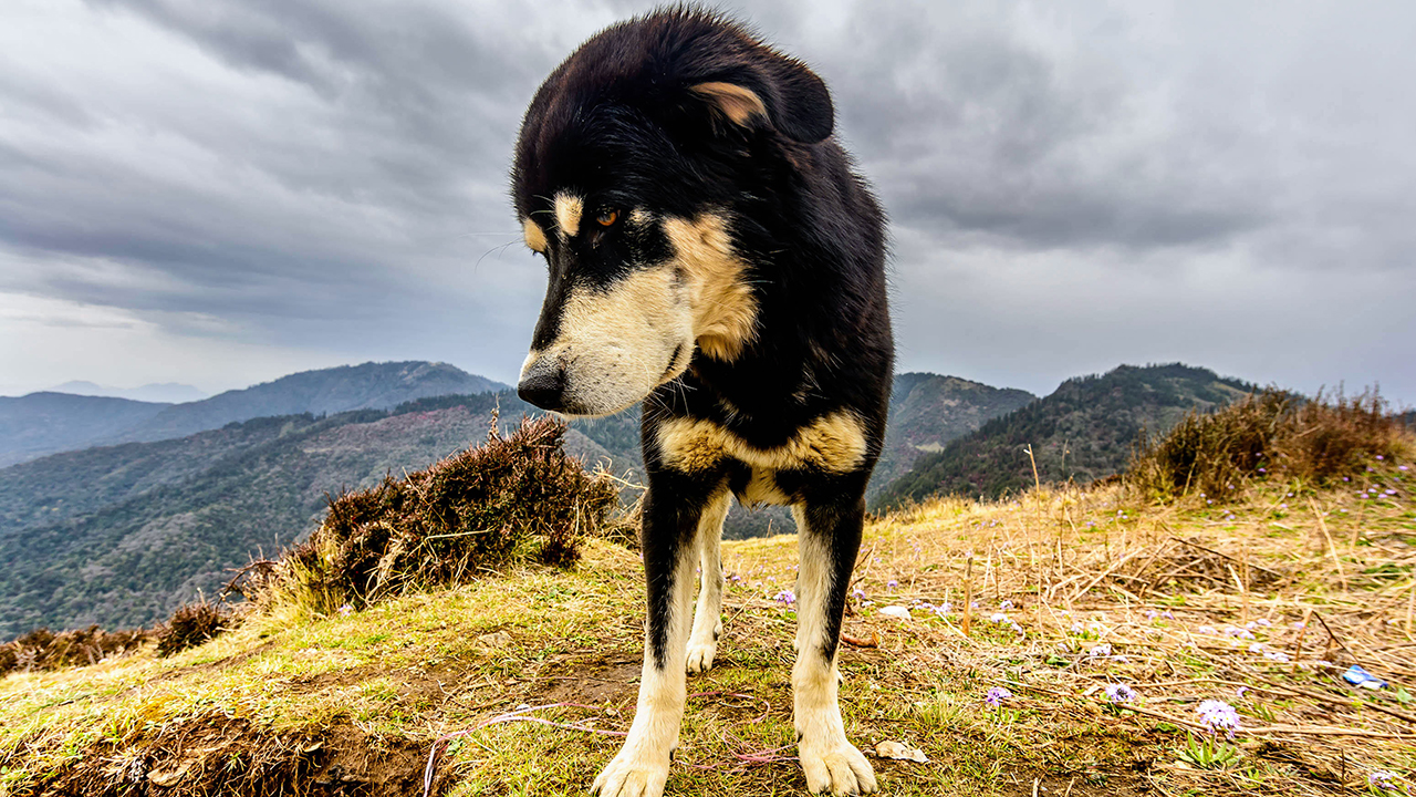 Tibetan Dogs Can Survive At High Altitudes Thanks To Ancient