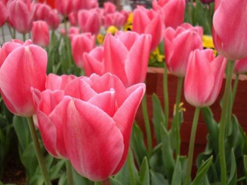 Pink Tulips Screensaver Screensavers