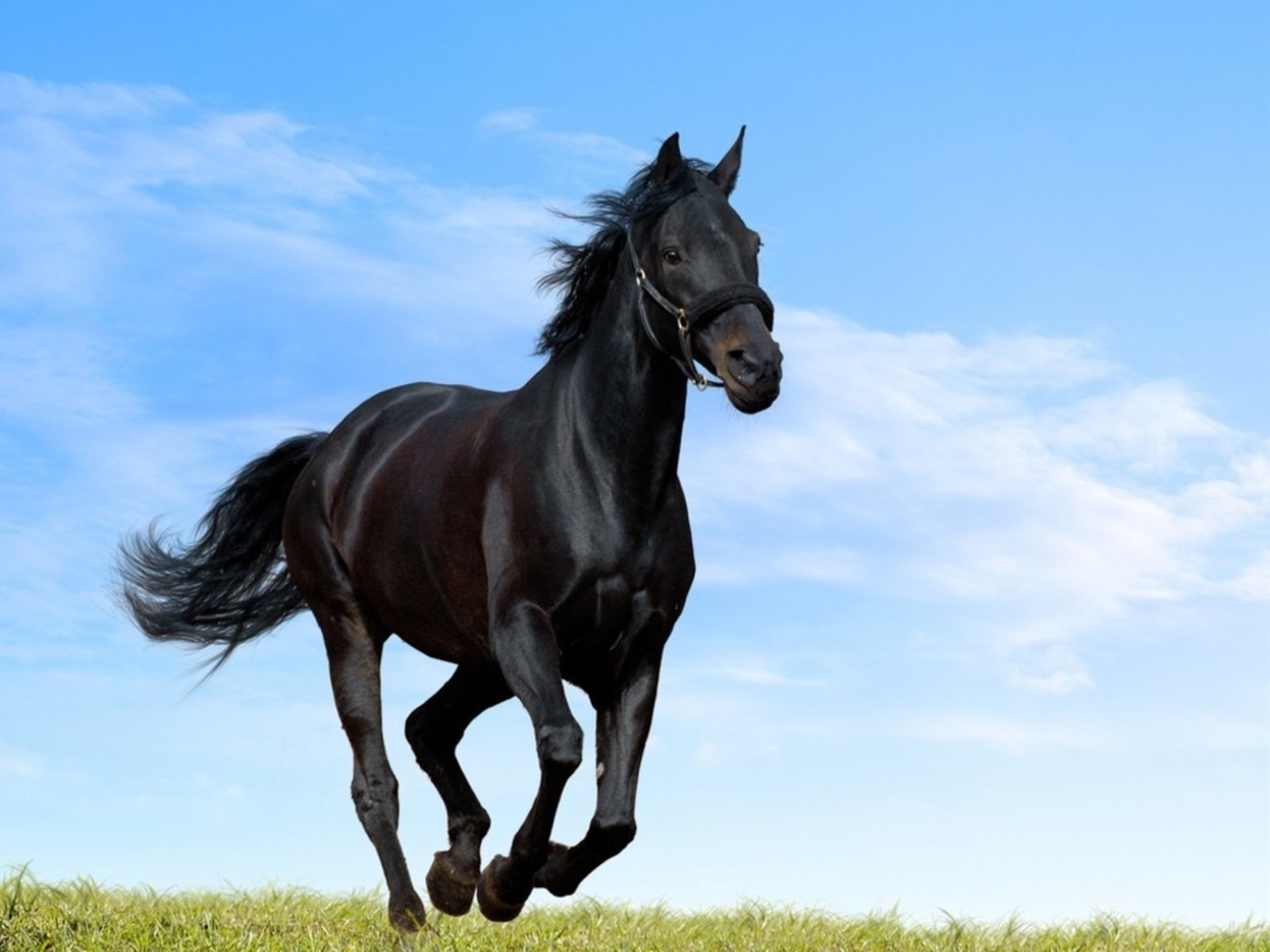 A black horse galloping freely against a bright blue sky