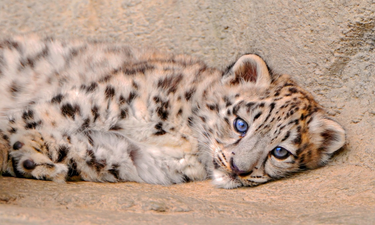 Fluffy Snow Leopard Kitten Is Looks Wallpaper