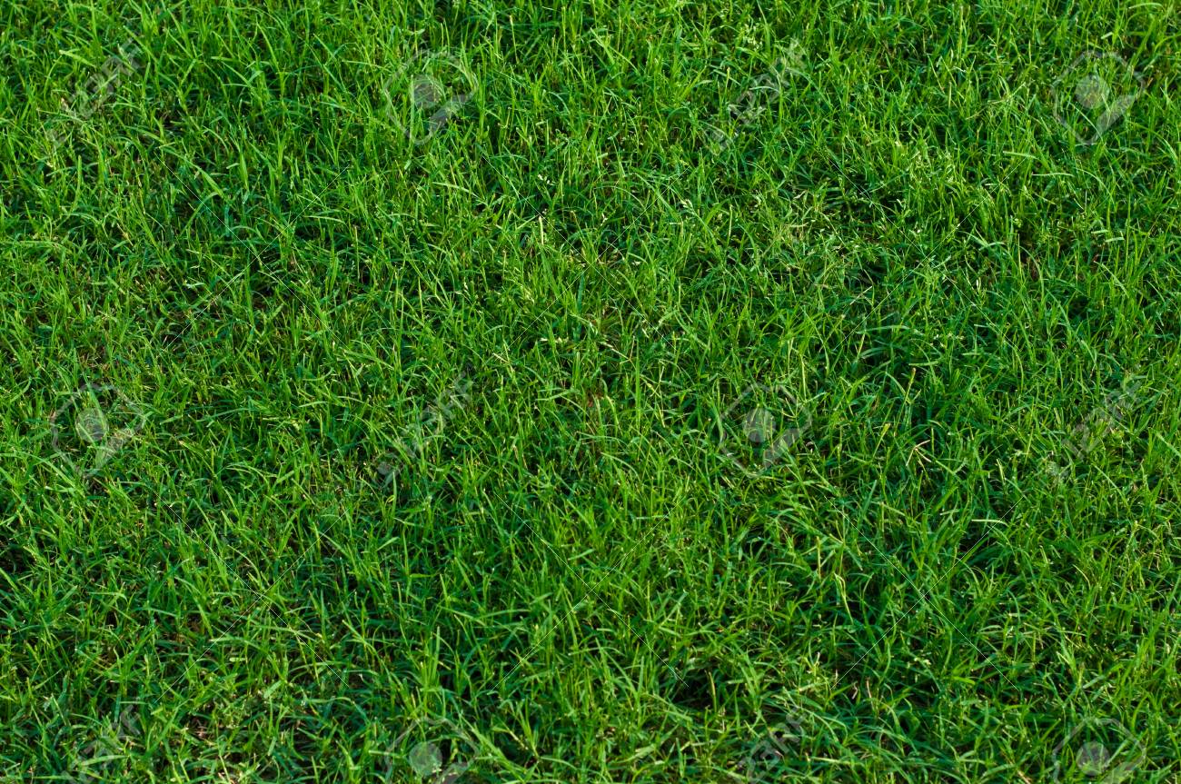 Green Landscaped Bermuda Grass Background Close Up Stock Photo