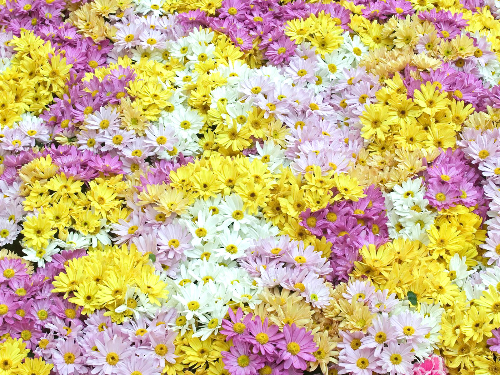 Toko Bunga Florist Di Jakarta Wallpaper