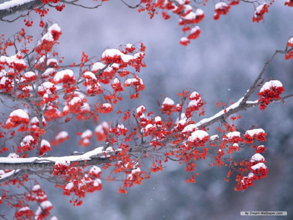 Winter Wallpaper Simple Desktop