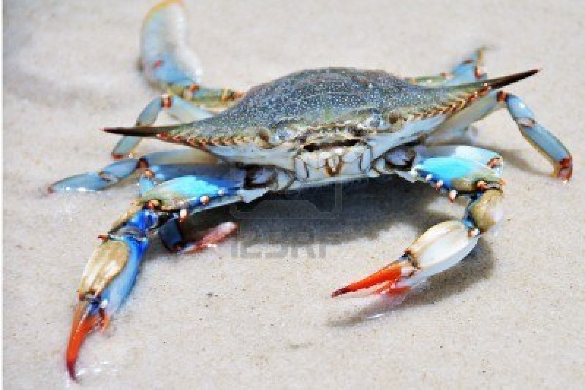 Blue Crab Search Pictures Photos