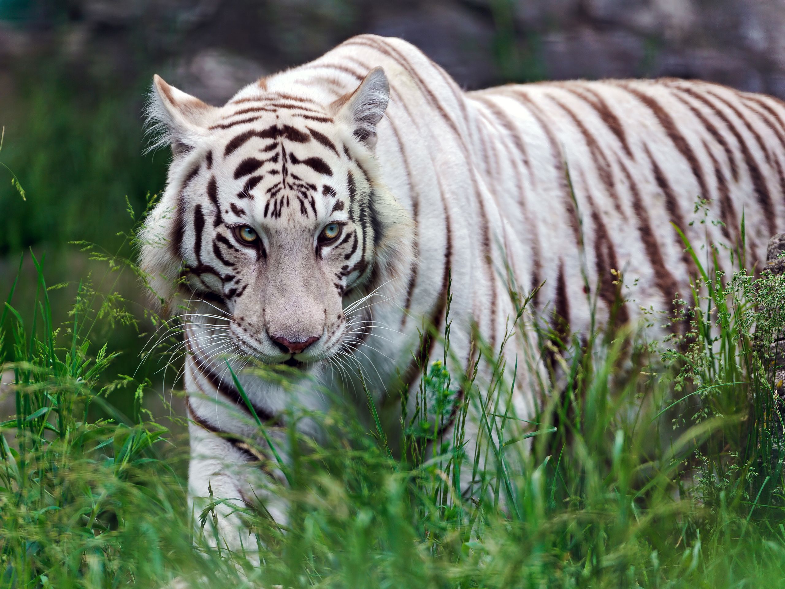 white tiger wallpaper widescreen which is under the tiger wallpapers