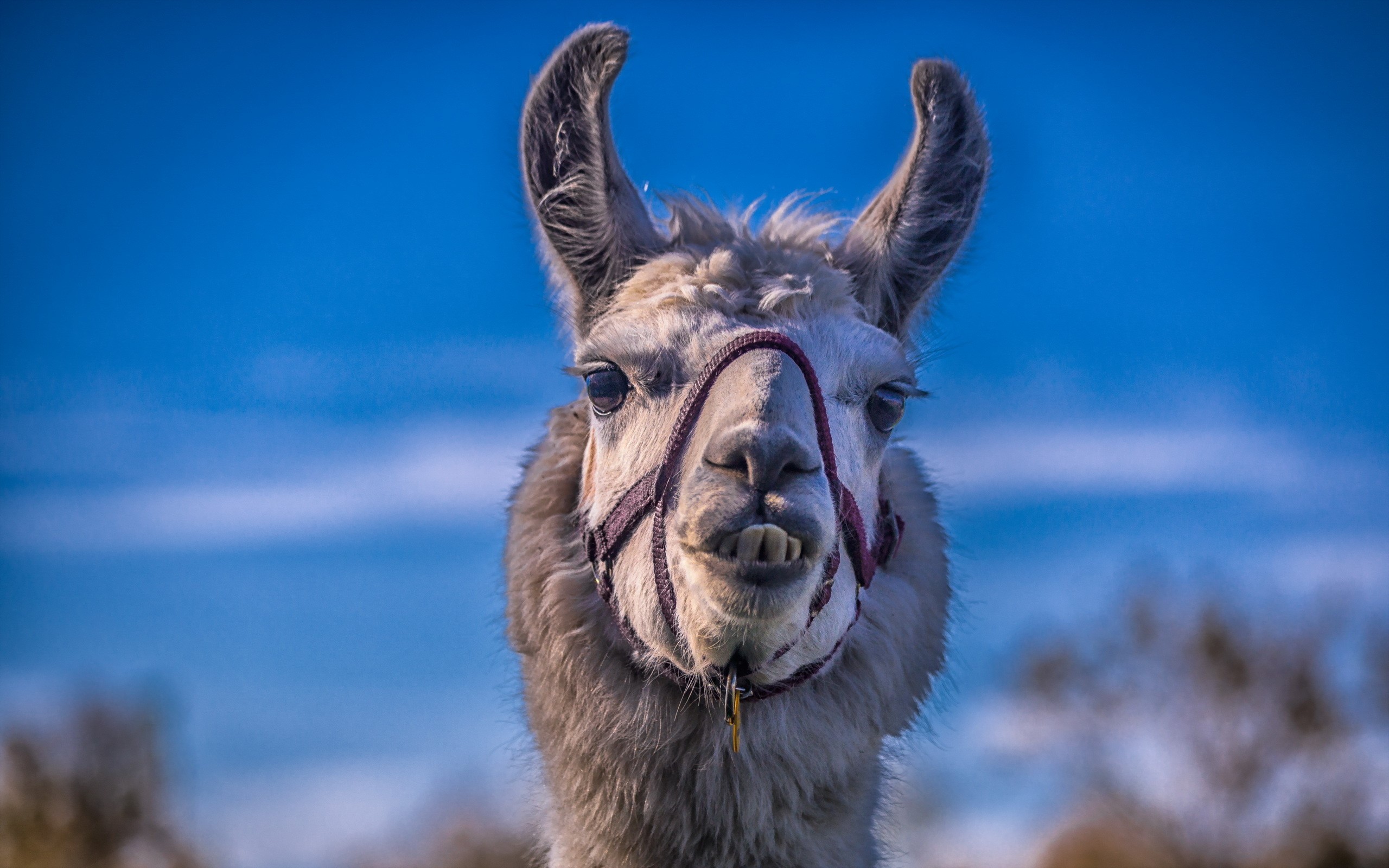 Lama HD Wallpaper