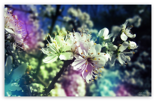 Colorful Spring HD desktop wallpaper Widescreen High Definition