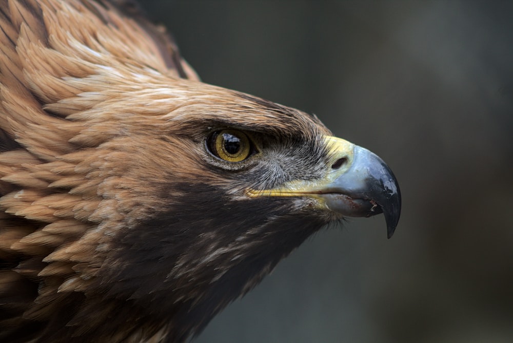 500 Golden Eagle Pictures [HD] Download Free Images Stock
