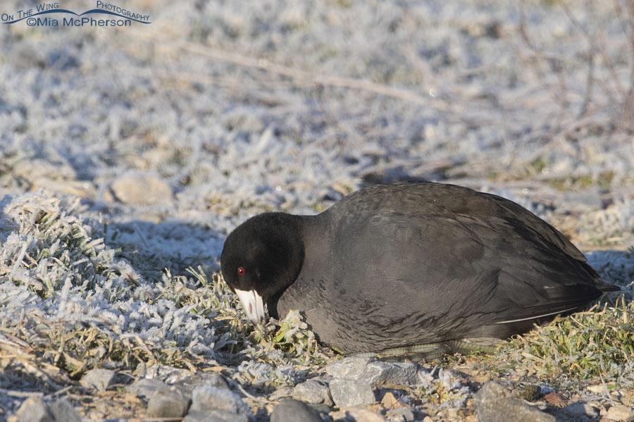 Free download Focusing On American Coot Photos At Farmington Bay On The