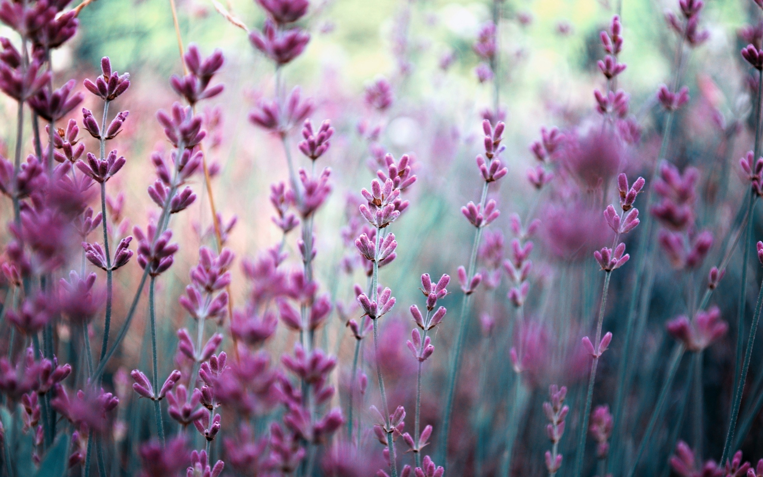 Close-up of lavender flowers in a field, showcasing their vibrant purple hues and delicate buds