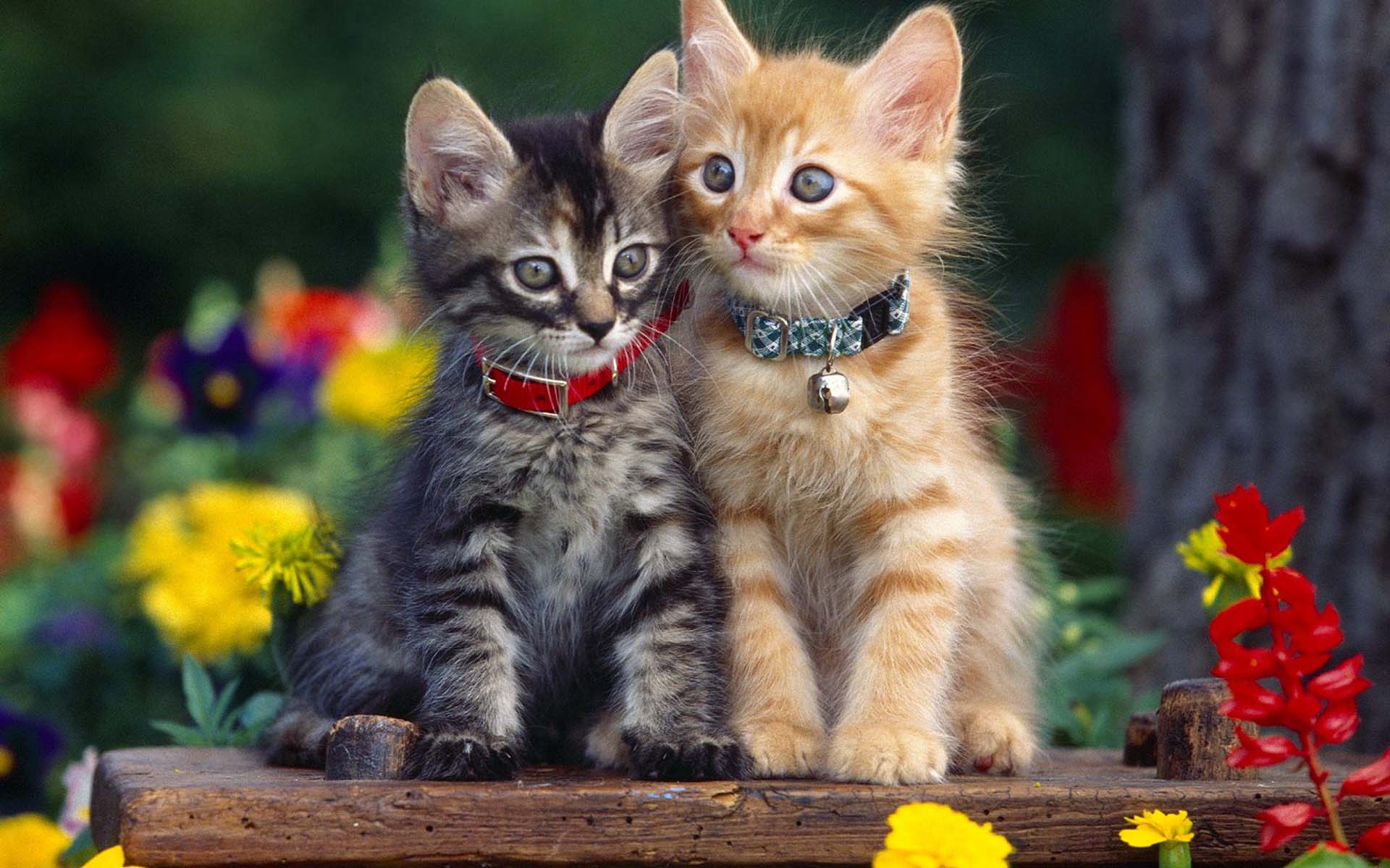 Two adorable kittens, one tabby and one orange, sit side-by-side on a wooden plank in a vibrant flower garden