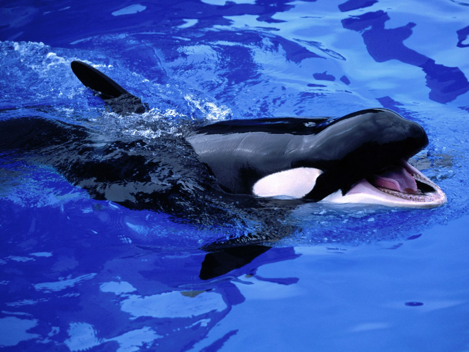 Killer Whales Wallpaper Animals Library