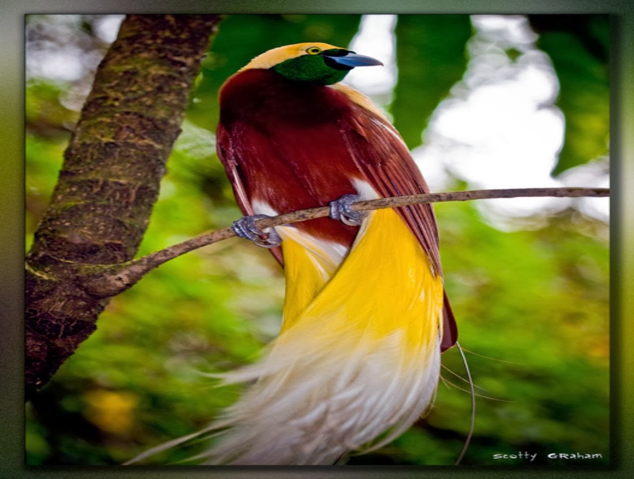 Birds Of Paradise Wallpaper For Desktop WallpaperYork