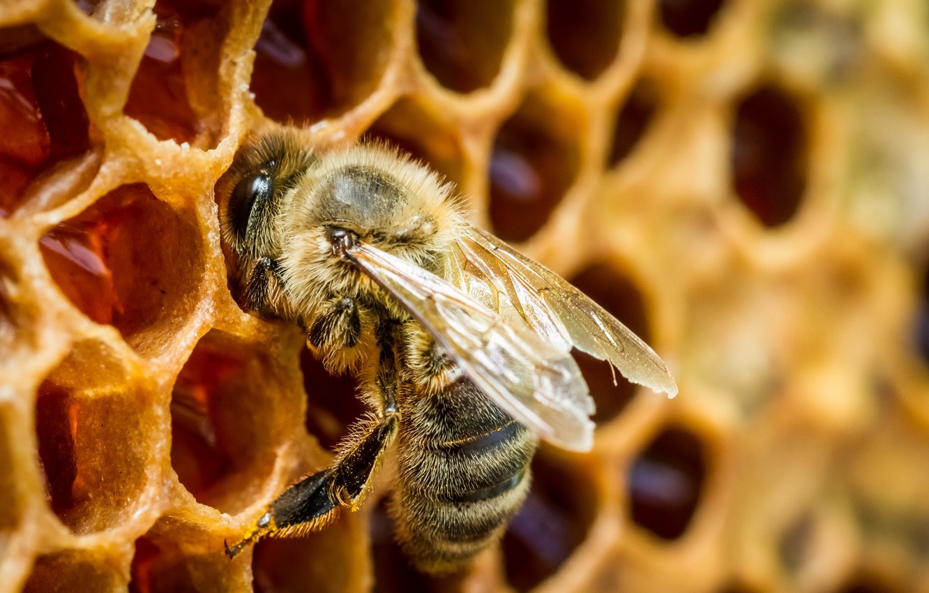 Wallpaper Macro Honey Bee In A Beehive Image For Desktop