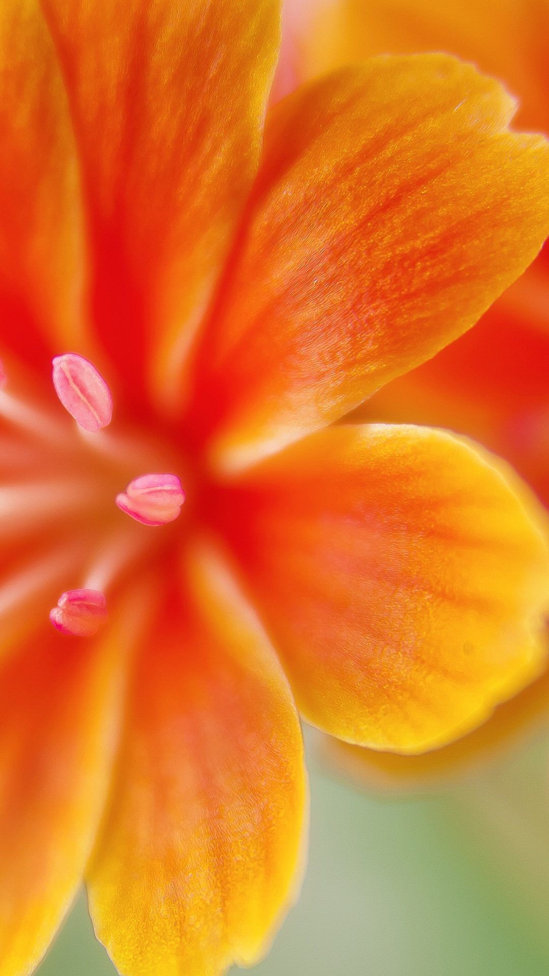 Orange Flower iPhone Wallpaper On