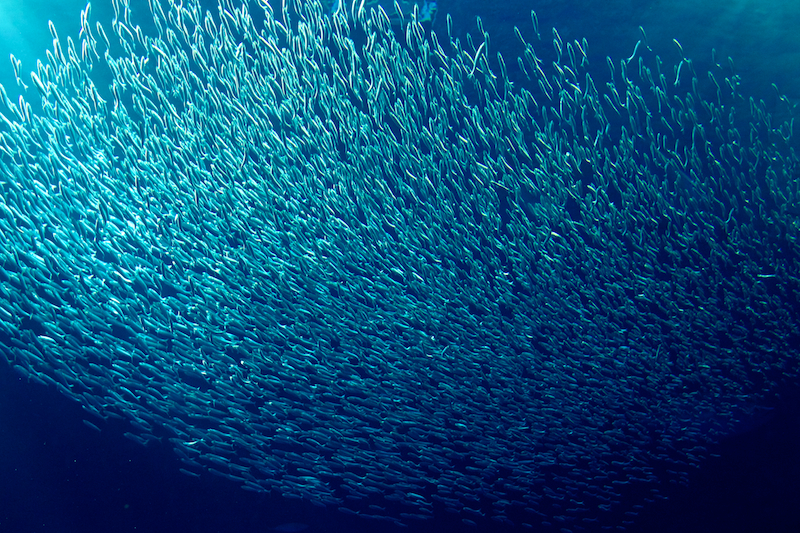 School Of Fish iPhone 4s Wallpaper Pictures
