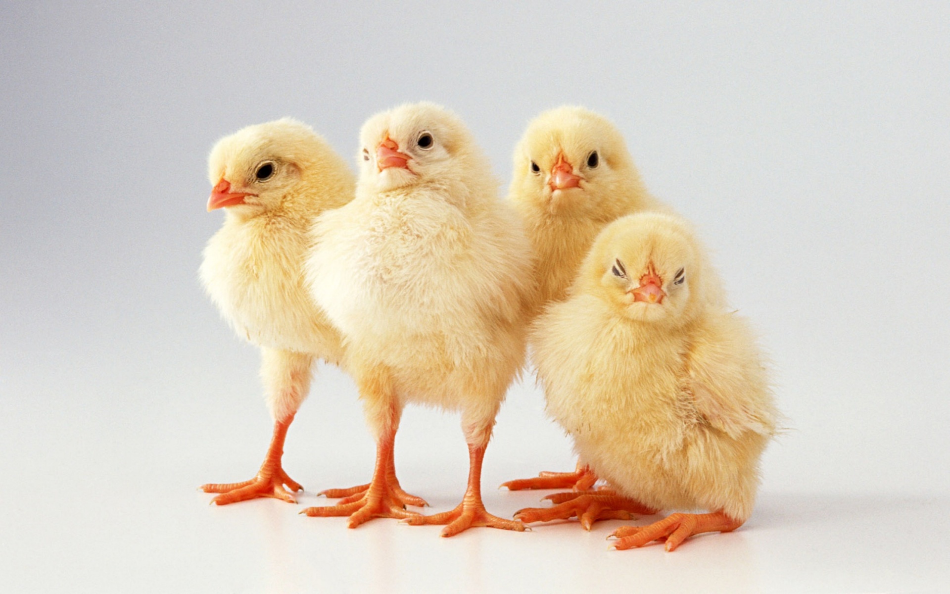Chicken Wallpaper HD