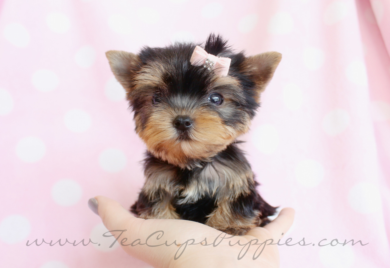 Teacup Yorkie Puppy Is Sold Shorkies N Yorkies New