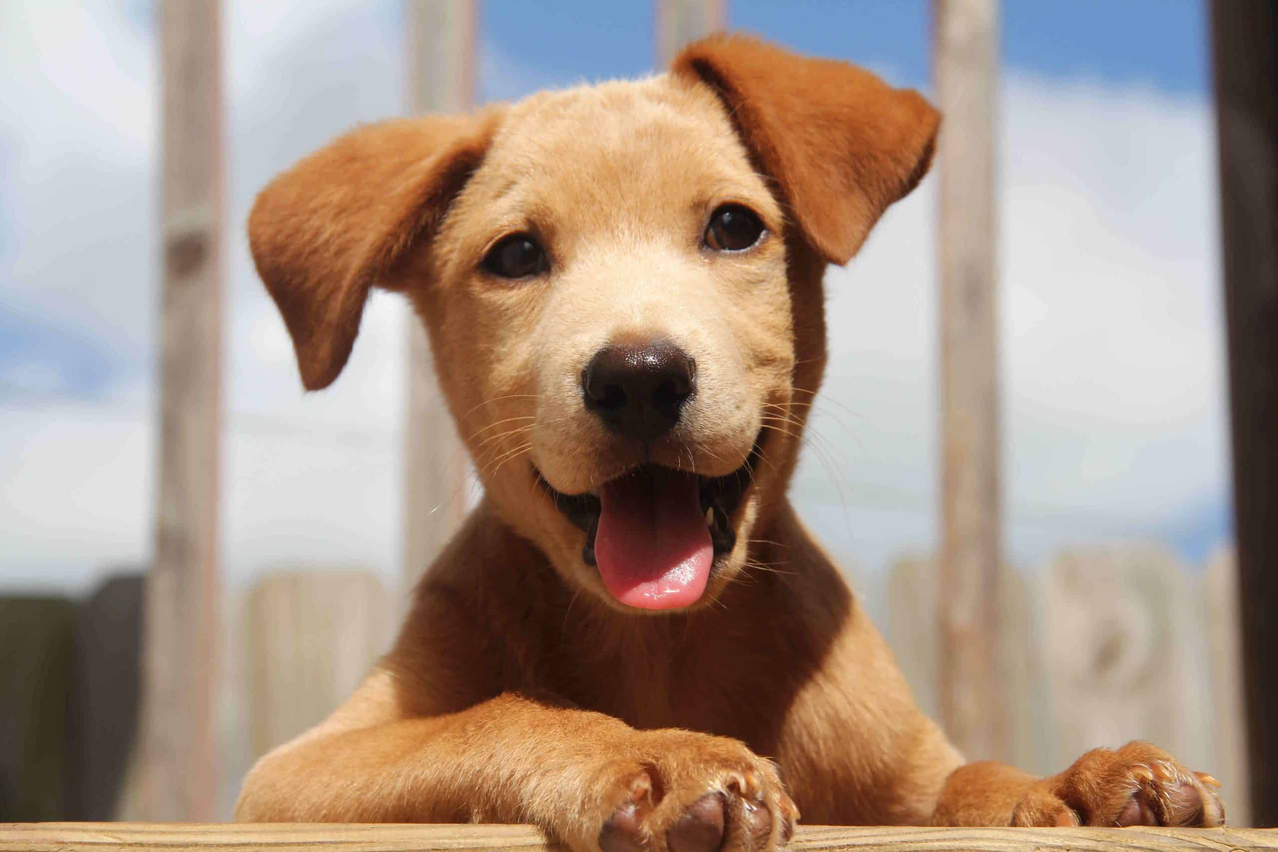 Understanding The Stages Of Puppy Growth Wallpaper