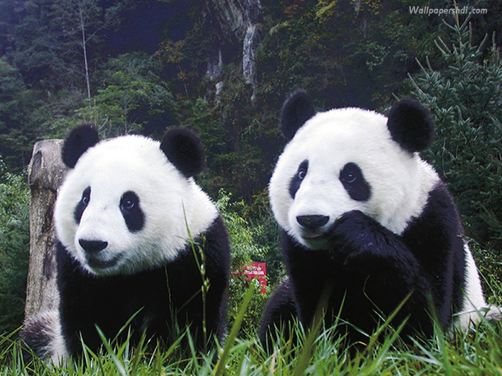 Beautiful Wallpaper Panda Bear