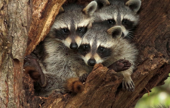 Wallpaper Raccoons Trinity Hollow Wood Animals
