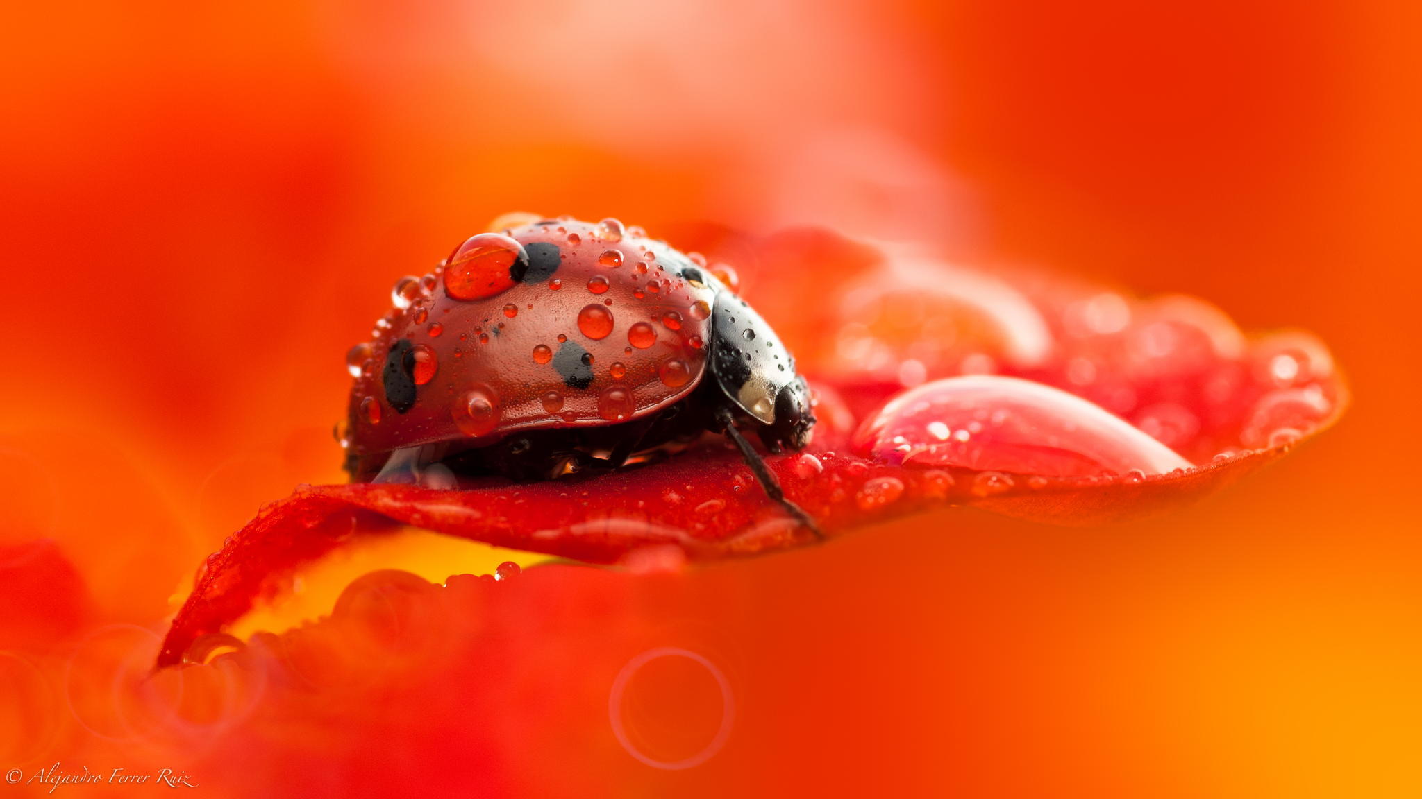 Wallpaper Ladybug Macro Drops Dew Beetle Insect