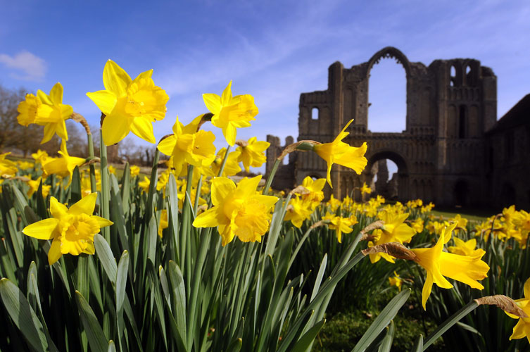 Daffodils Wallpaper Castle Acre Priory