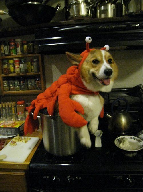 Ahem Lobster Corgi Corgis In Costumes