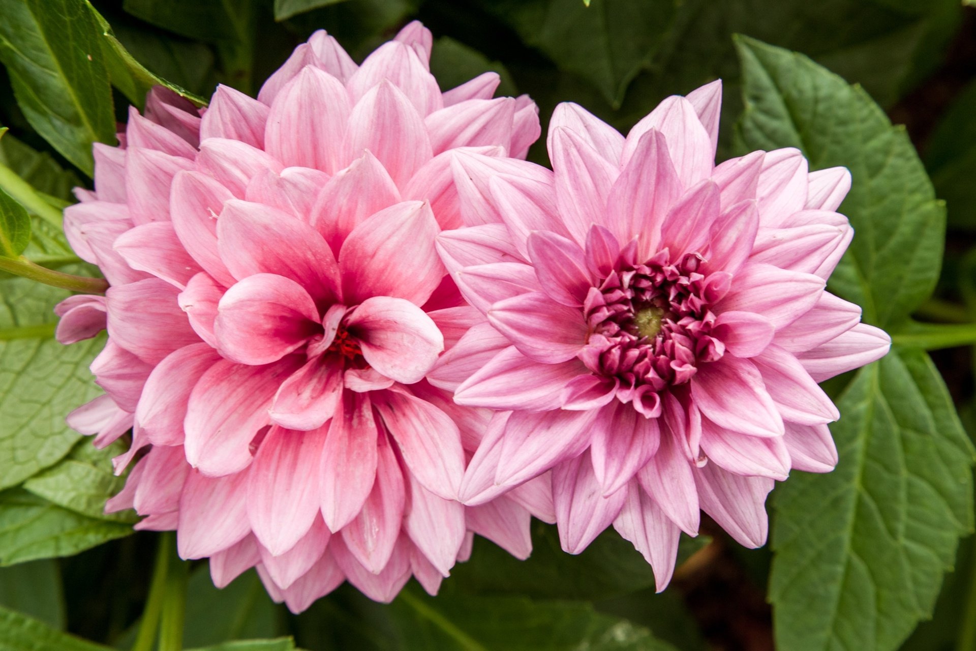 Nature Dahlia HD Wallpaper