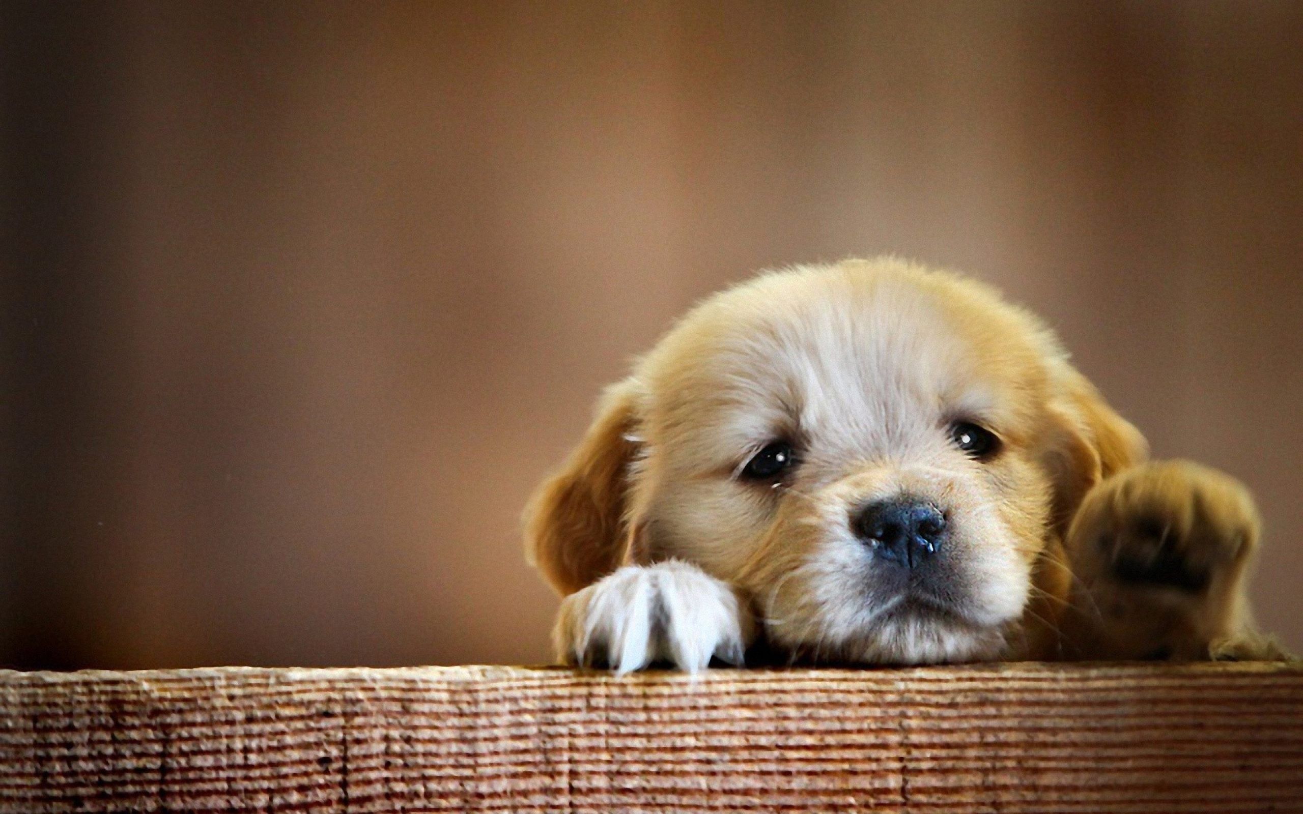 Cute Dog Wallpaper Top Background