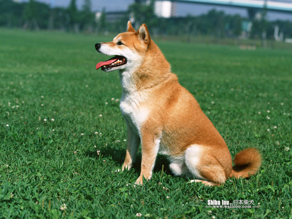 Shiba Inu Puppy Photos Dog Wallpaper No