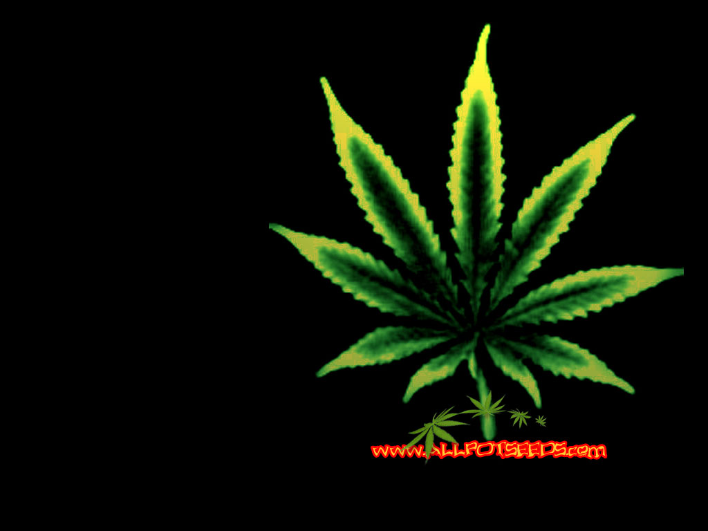 Cannabis Plant Wallpaper Black Background Weedpad