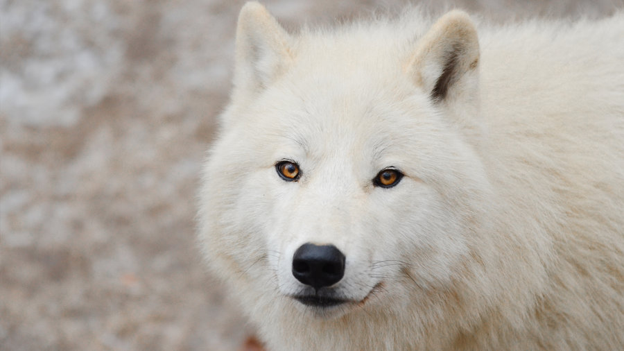 Wallpaper Arctic Wolf By Wolfkart