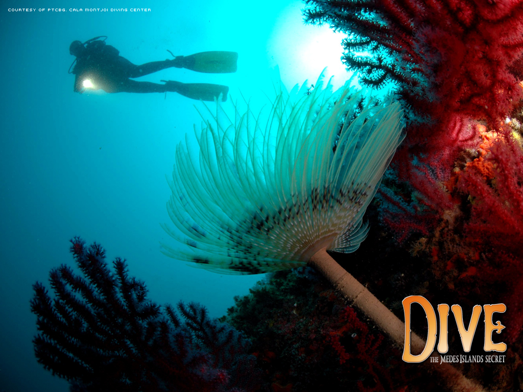 Dive The Medes Islands Secret Web Site