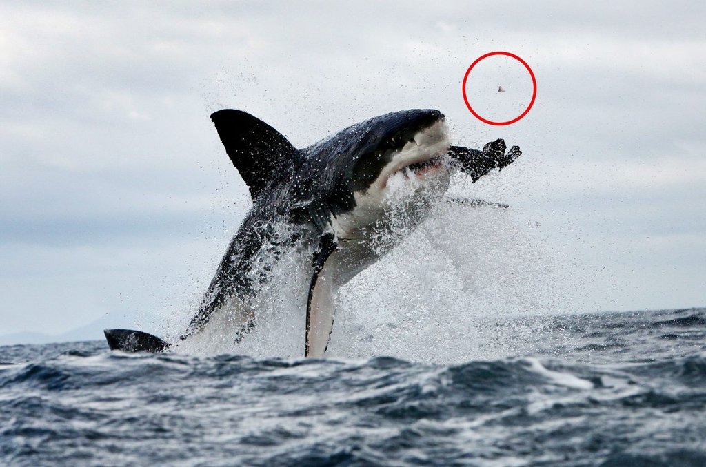 Some Amazing Great White Shark Photos By Micahgoulart