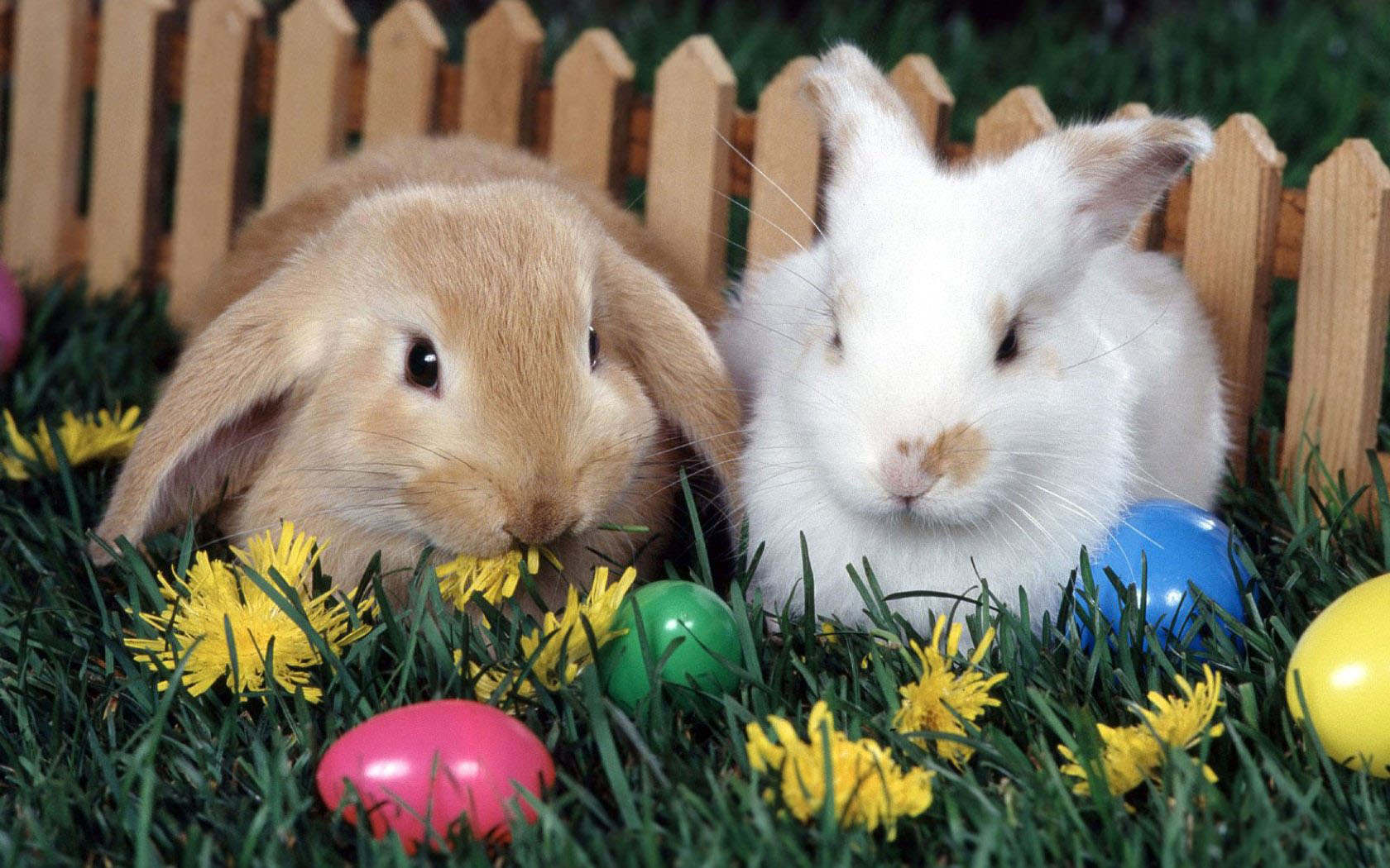 Wallpaper Rabbit Fence Egg Easter Hare Sweet Bunny