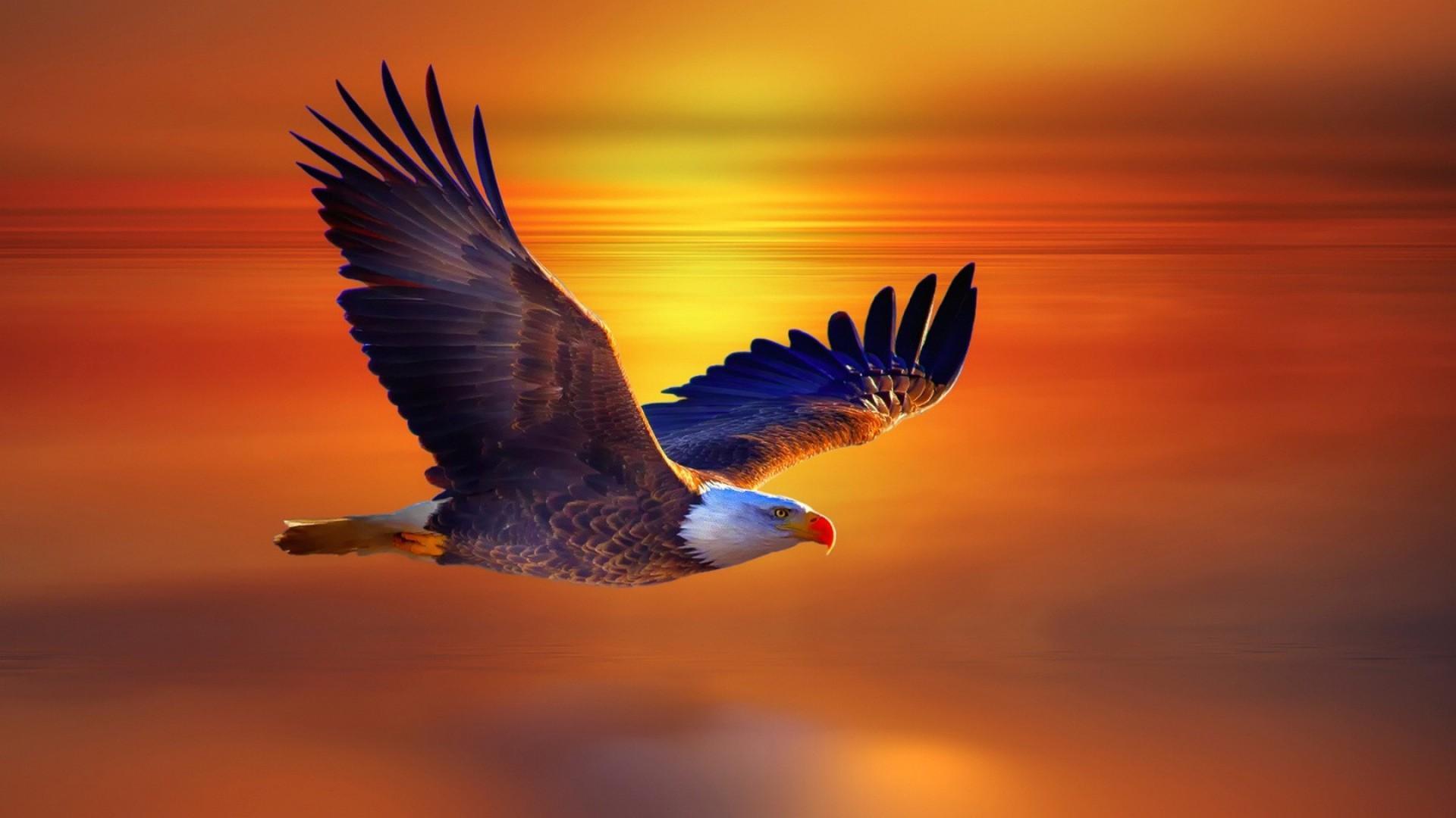 Fire Eagle Background HD Photos Wallpaper