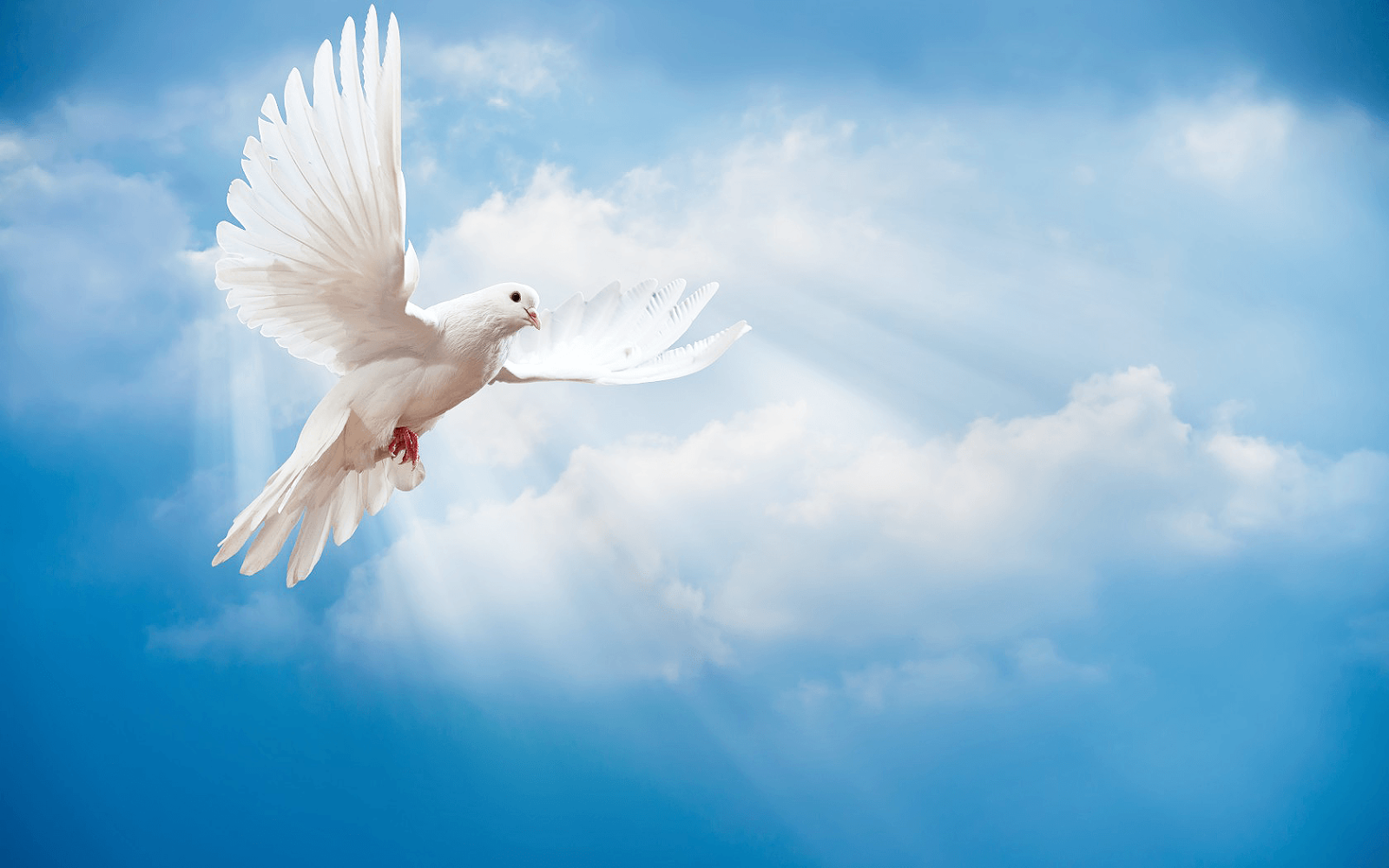 Heavenly Background With Doves Line 17qq