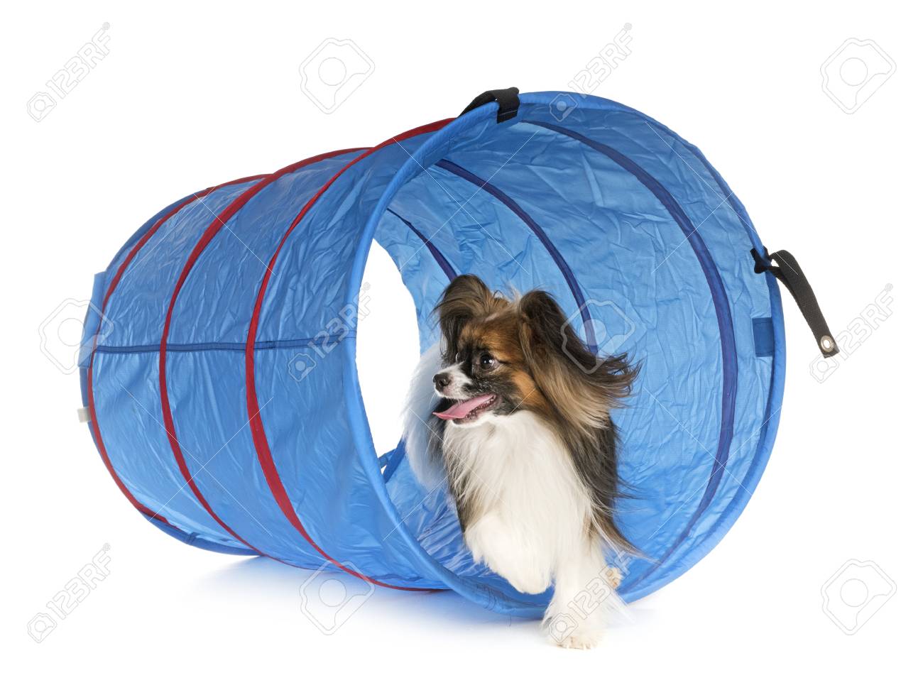 Training Of Agility In Front White Background Stock Photo