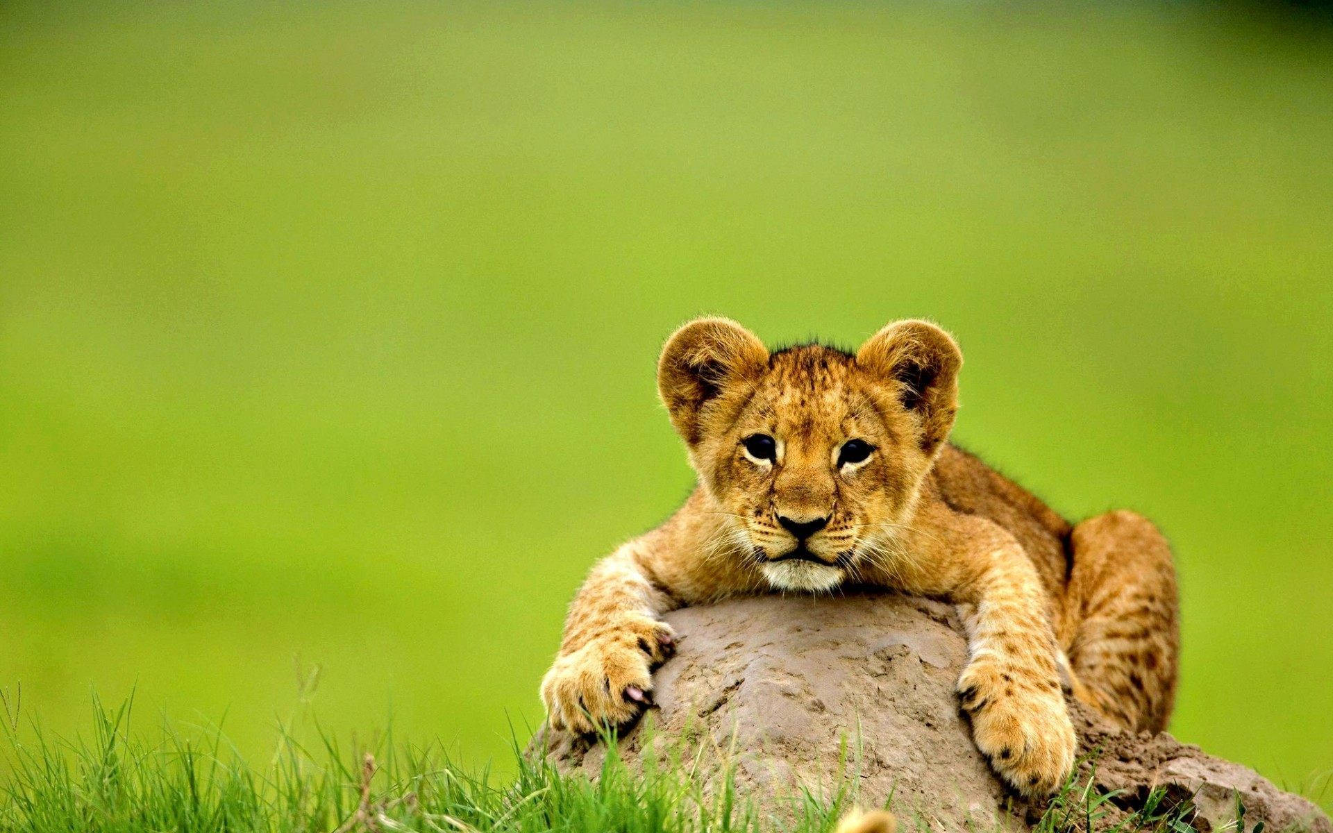 Cute Baby Lion Animal Mno0fks52b7vu897 Wallpaper