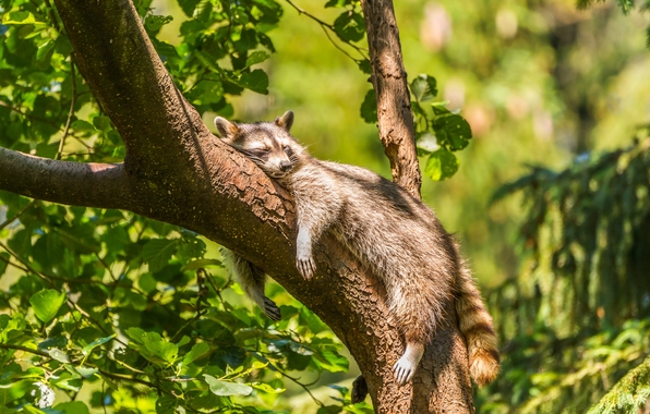 Wallpaper Raccoon Chill Relax Sleep Tree Animals