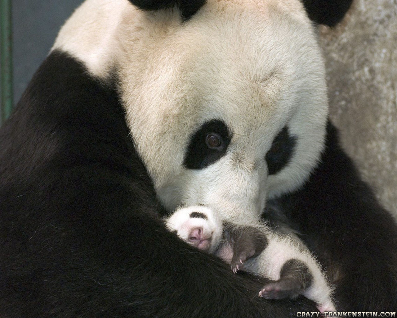 Panda Bear With Baby Wallpaper Jpg