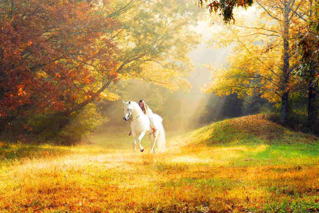 Group Of Autumn Wallpaper For Computer With Horses