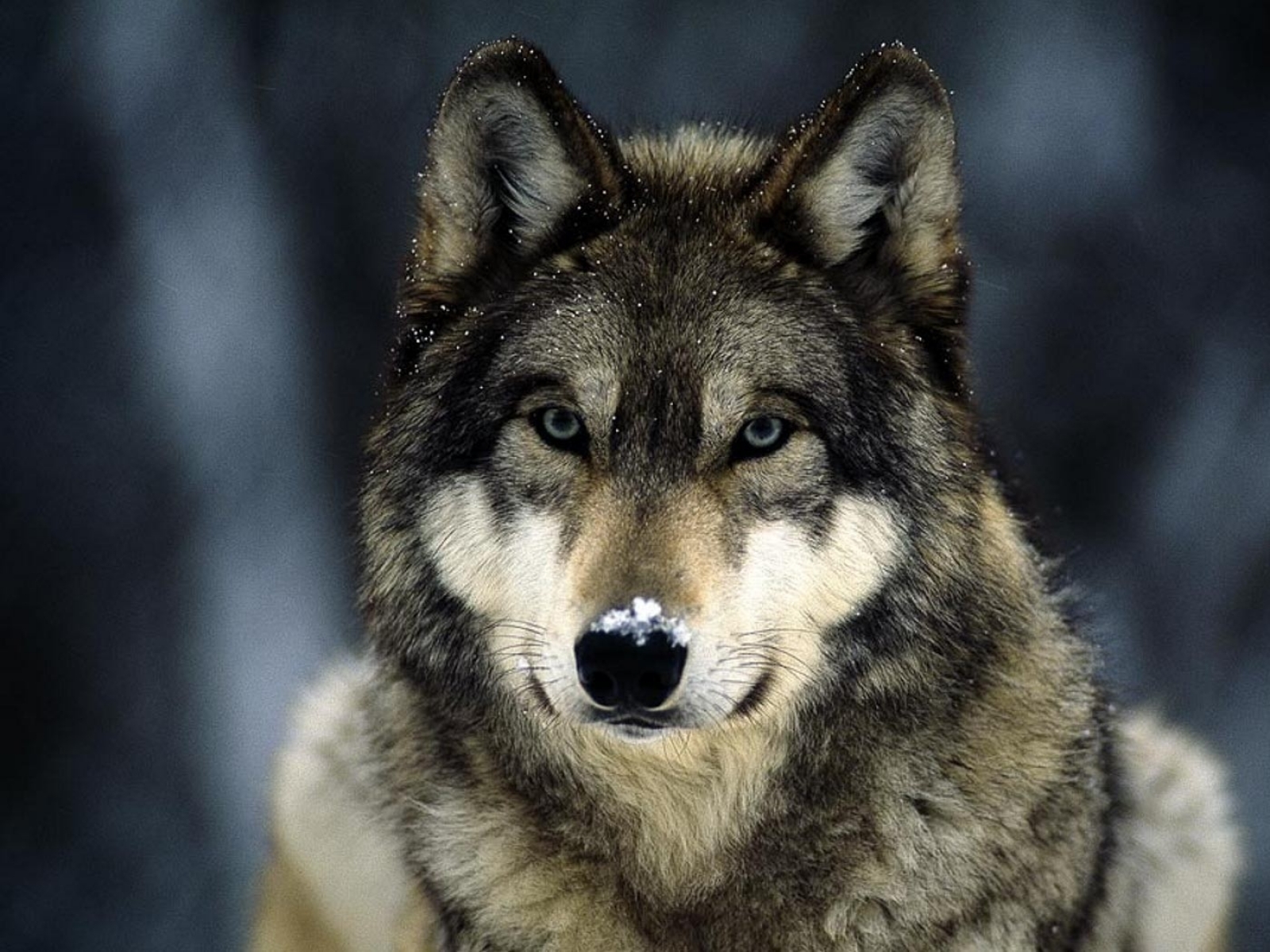 Winter Wild Animals Gray Wolf Wolves Wallpaper