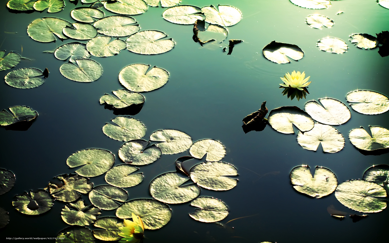 Download wallpaper Water Lilies water reflections lily free desktop