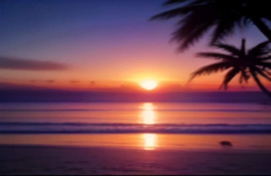 Palm Tree Sunset Wallpaper