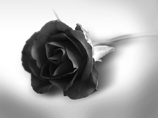 Black Roses Wallpaper HD